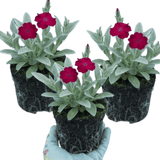 Set of 3 or 6 Lychnis Atrosanguinea ‘Rose Campion’ Hardy Cottage Garden Perennial Plants, Summer Flowering, Outdoor Garden Ready, 1 Litre Root-Ball - Frankton's