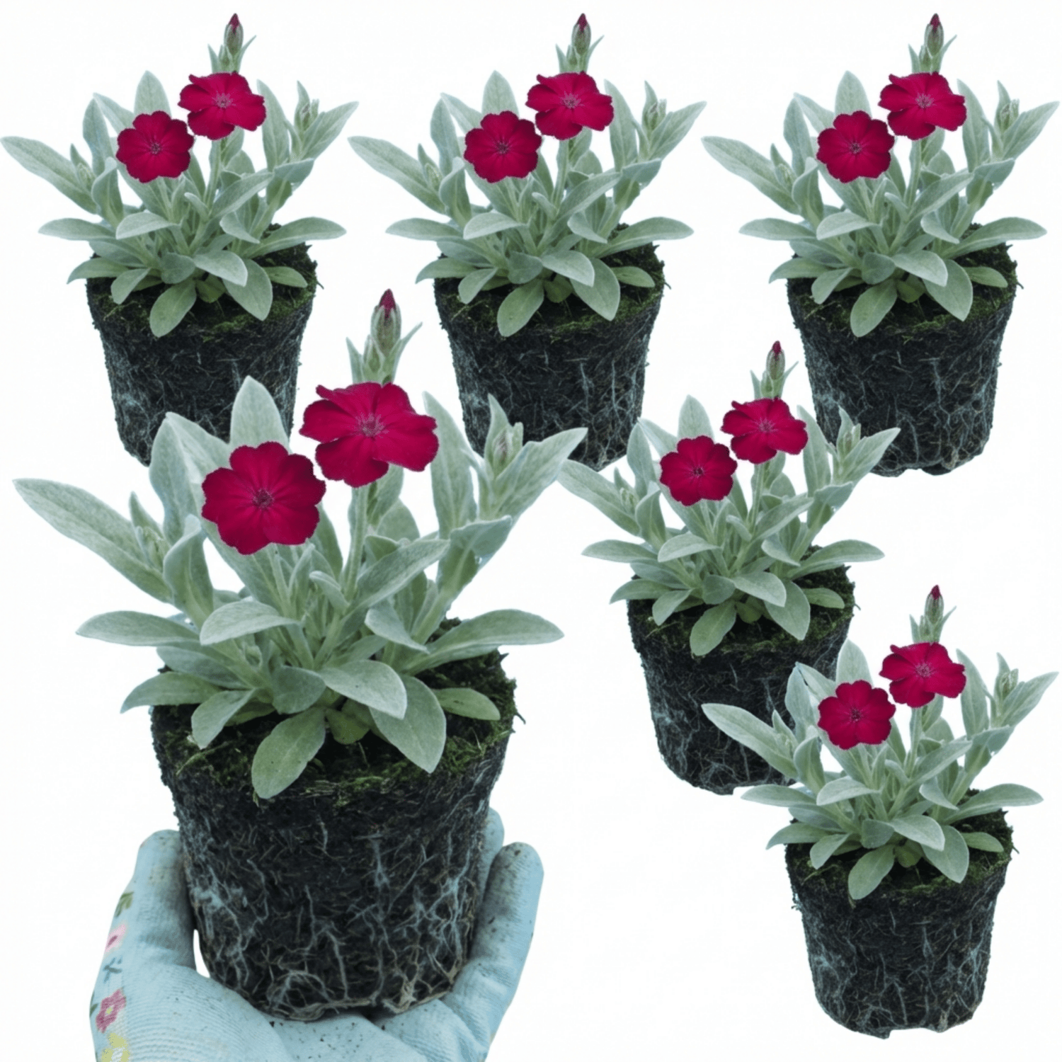 Set of 3 or 6 Lychnis Atrosanguinea ‘Rose Campion’ Hardy Cottage Garden Perennial Plants, Summer Flowering, Outdoor Garden Ready, 1 Litre Root-Ball - Frankton's