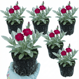 Set of 3 or 6 Lychnis Atrosanguinea ‘Rose Campion’ Hardy Cottage Garden Perennial Plants, Summer Flowering, Outdoor Garden Ready, 1 Litre Root-Ball - Frankton's