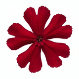 Set of 3 or 6 Lychnis Atrosanguinea ‘Rose Campion’ Hardy Cottage Garden Perennial Plants, Summer Flowering, Outdoor Garden Ready, 1 Litre Root-Ball - Frankton's