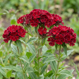 Set of 3 or 6 Lychnis Atrosanguinea ‘Rose Campion’ Hardy Cottage Garden Perennial Plants, Summer Flowering, Outdoor Garden Ready, 1 Litre Root-Ball - Frankton's