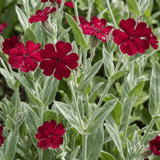 Set of 3 or 6 Lychnis Atrosanguinea ‘Rose Campion’ Hardy Cottage Garden Perennial Plants, Summer Flowering, Outdoor Garden Ready, 1 Litre Root-Ball - Frankton's