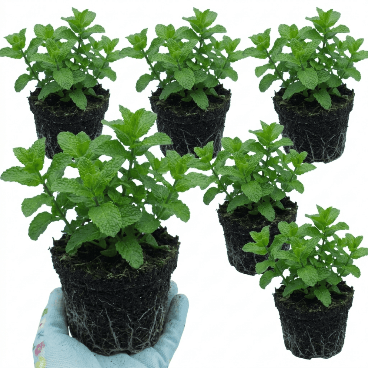 Set of 3 or 6 Moroccan Mint Herb Plants, Fresh & Fragrant Live Herbs, Outdoor Garden Ready, 1 Litre Root-Ball - Frankton's