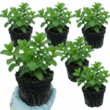 Set of 3 or 6 Moroccan Mint Herb Plants, Fresh & Fragrant Live Herbs, Outdoor Garden Ready, 1 Litre Root-Ball - Frankton's