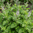 Set of 3 or 6 Moroccan Mint Herb Plants, Fresh & Fragrant Live Herbs, Outdoor Garden Ready, 1 Litre Root-Ball - Frankton's