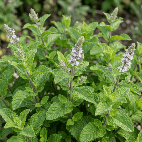 Set of 3 or 6 Moroccan Mint Herb Plants, Fresh & Fragrant Live Herbs, Outdoor Garden Ready, 1 Litre Root-Ball - Frankton's