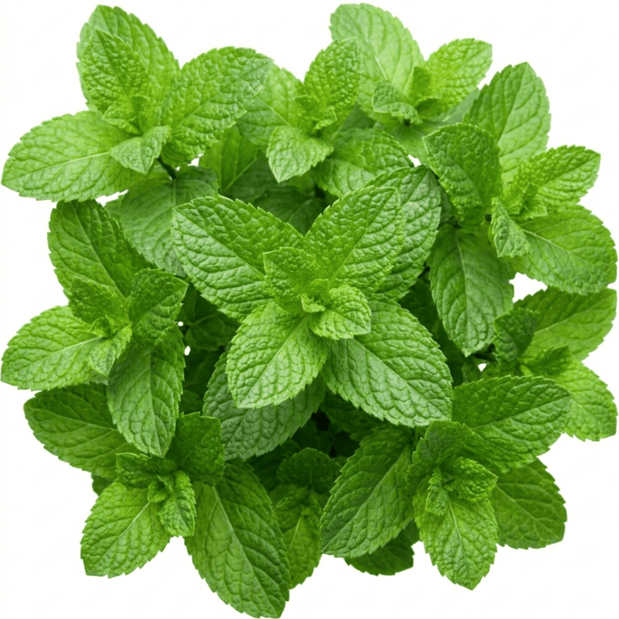 Set of 3 or 6 Moroccan Mint Herb Plants, Fresh & Fragrant Live Herbs, Outdoor Garden Ready, 1 Litre Root-Ball - Frankton's