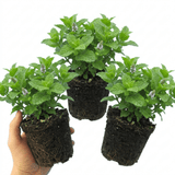 Set of 3 or 6 Moroccan Mint Herb Plants, Fresh & Fragrant Live Herbs, Outdoor Garden Ready, 1 Litre Root-Ball - Frankton's