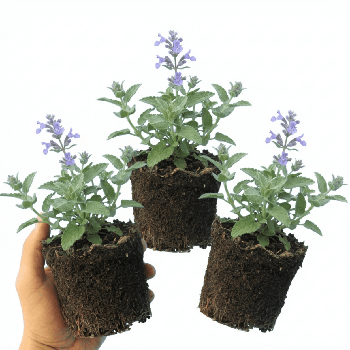 Set of 3 or 6 Nepeta Faassenii Catmint Plants, Hardy Perennial, Bee Friendly Blue Flowering Plants, Outdoor Garden Ready, 1 Litre Root-Ball - Frankton's