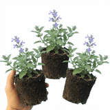 Set of 3 or 6 Nepeta Faassenii Catmint Plants, Hardy Perennial, Bee Friendly Blue Flowering Plants, Outdoor Garden Ready, 1 Litre Root-Ball - Frankton's