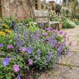 Set of 3 or 6 Nepeta Faassenii Catmint Plants, Hardy Perennial, Bee Friendly Blue Flowering Plants, Outdoor Garden Ready, 1 Litre Root-Ball - Frankton's