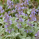 Set of 3 or 6 Nepeta Faassenii Catmint Plants, Hardy Perennial, Bee Friendly Blue Flowering Plants, Outdoor Garden Ready, 1 Litre Root-Ball - Frankton's