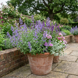 Set of 3 or 6 Nepeta Faassenii Catmint Plants, Hardy Perennial, Bee Friendly Blue Flowering Plants, Outdoor Garden Ready, 1 Litre Root-Ball - Frankton's