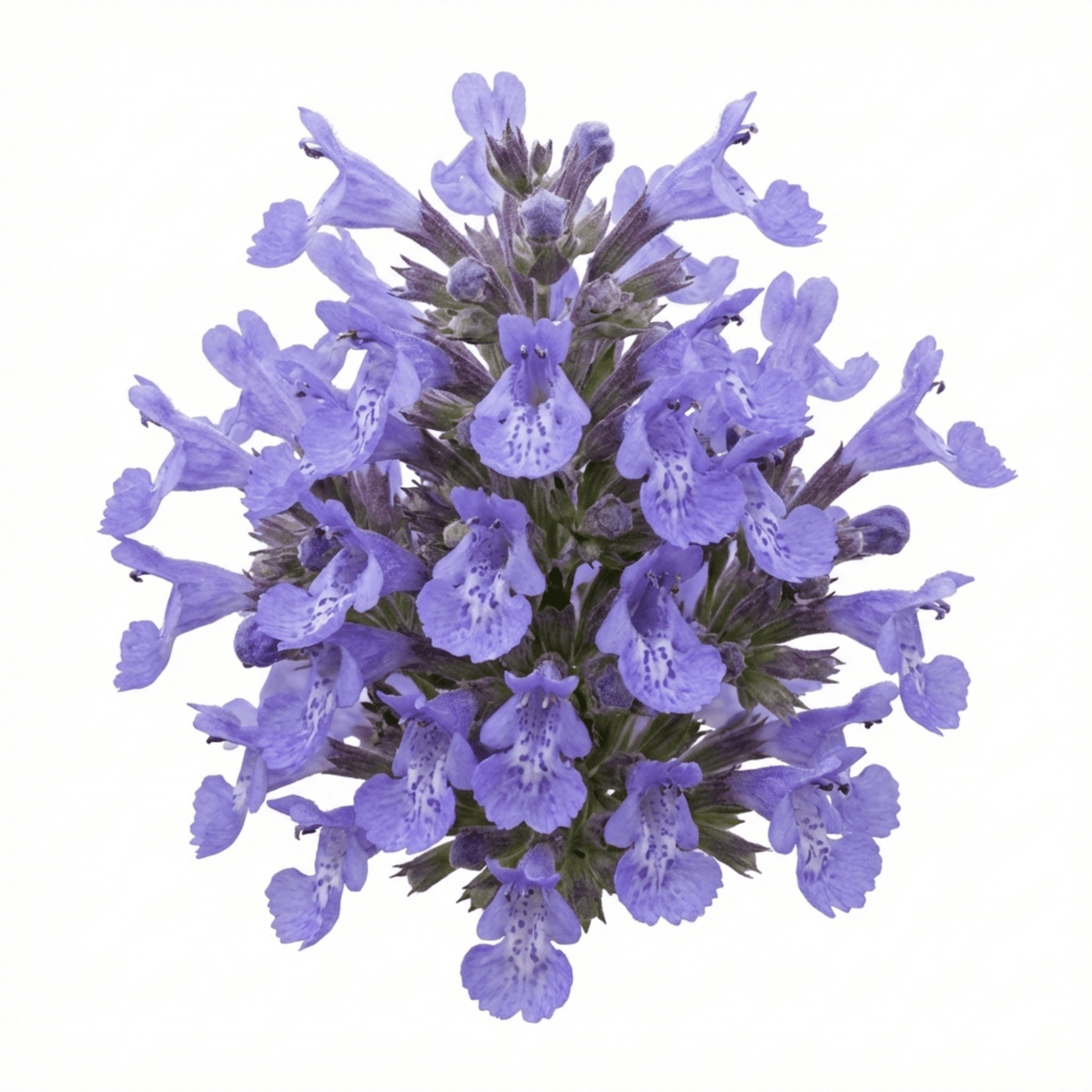 Set of 3 or 6 Nepeta Faassenii Catmint Plants, Hardy Perennial, Bee Friendly Blue Flowering Plants, Outdoor Garden Ready, 1 Litre Root-Ball - Frankton's