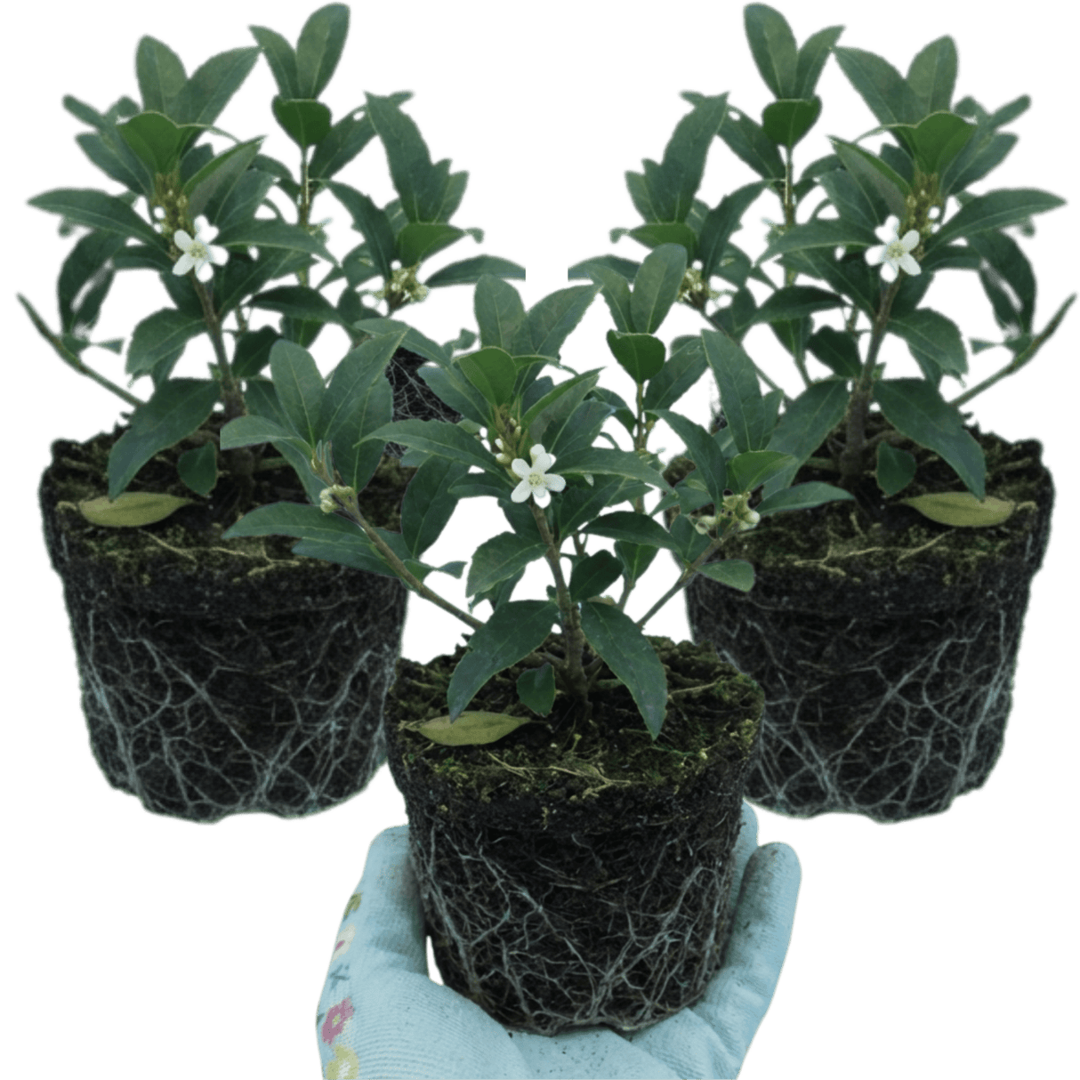 Set of 3 or 6 Osmanthus Burkwoodii Plants, Fragrant Evergreen Hedging Shrubs, Outdoor Garden Ready, White Flowers, 11cm Root-Ball - Frankton's