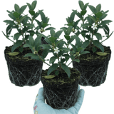 Set of 3 or 6 Osmanthus Burkwoodii Plants, Fragrant Evergreen Hedging Shrubs, Outdoor Garden Ready, White Flowers, 11cm Root-Ball - Frankton's