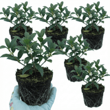 Set of 3 or 6 Osmanthus Burkwoodii Plants, Fragrant Evergreen Hedging Shrubs, Outdoor Garden Ready, White Flowers, 11cm Root-Ball - Frankton's