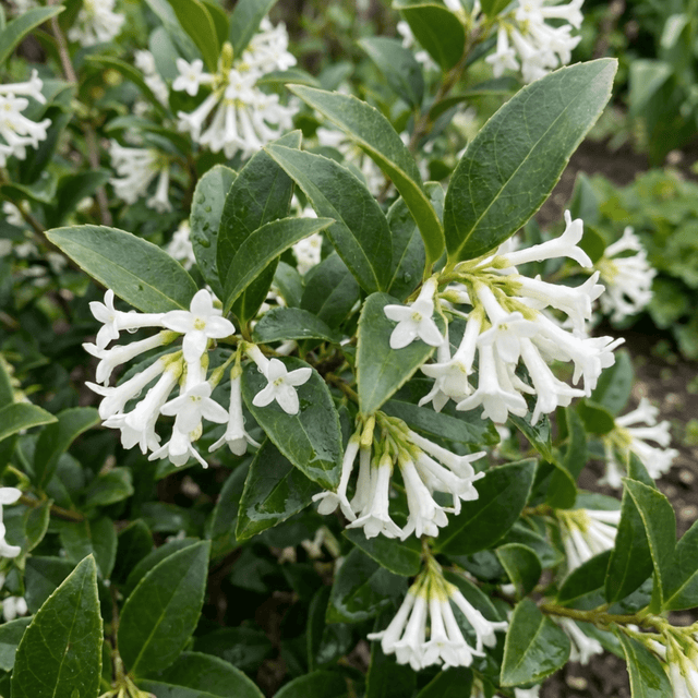 Set of 3 or 6 Osmanthus Burkwoodii Plants, Fragrant Evergreen Hedging Shrubs, Outdoor Garden Ready, White Flowers, 11cm Root-Ball - Frankton's