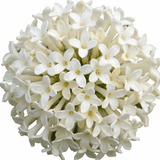 Set of 3 or 6 Osmanthus Burkwoodii Plants, Fragrant Evergreen Hedging Shrubs, Outdoor Garden Ready, White Flowers, 11cm Root-Ball - Frankton's