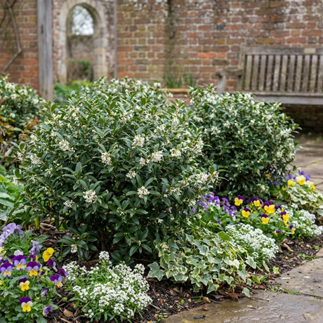 Set of 3 or 6 Osmanthus Burkwoodii Plants, Fragrant Evergreen Hedging Shrubs, Outdoor Garden Ready, White Flowers, 11cm Root-Ball - Frankton's