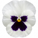 Set of 3 or 6 Pansy Cats Plus White Plants, Hardy Winter & Spring Flowering Pansies, 1 Litre Root-Ball - Frankton's