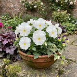 Set of 3 or 6 Pansy Cats Plus White Plants, Hardy Winter & Spring Flowering Pansies, 1 Litre Root-Ball - Frankton's