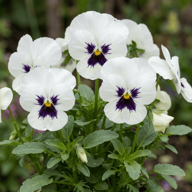 Set of 3 or 6 Pansy Cats Plus White Plants, Hardy Winter & Spring Flowering Pansies, 1 Litre Root-Ball - Frankton's