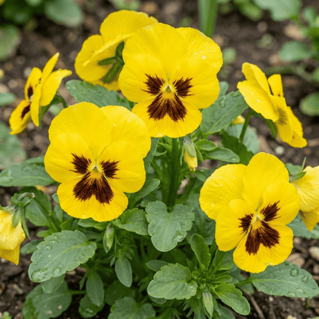 Set of 3 or 6 Pansy Cats Plus Yellow Plants, Hardy Garden Ready Spring & Autumn Bedding Flowers, 1 Litre Root Ball - Frankton's