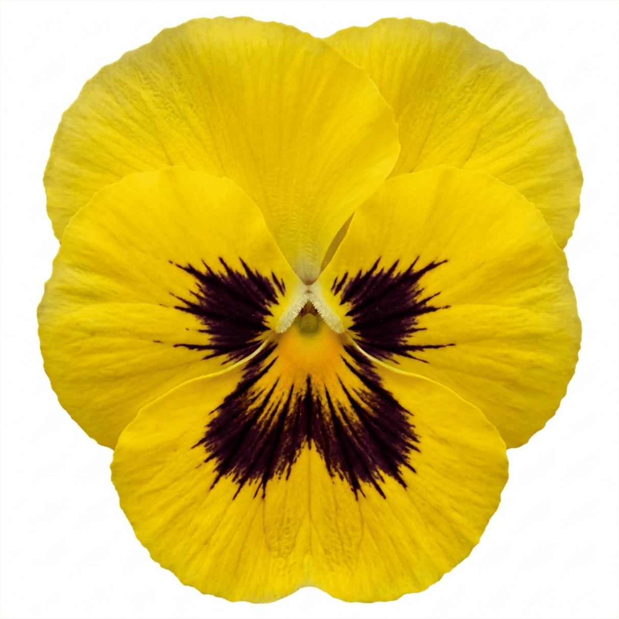 Set of 3 or 6 Pansy Cats Plus Yellow Plants, Hardy Garden Ready Spring & Autumn Bedding Flowers, 1 Litre Root Ball - Frankton's