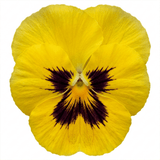 Set of 3 or 6 Pansy Cats Plus Yellow Plants, Hardy Garden Ready Spring & Autumn Bedding Flowers, 1 Litre Root Ball - Frankton's