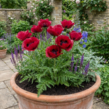 Set of 3 or 6 Papaver Orientale Beauty of Livermere Plants, Hardy Perennial Oriental Poppy, Outdoor Garden Ready, 1 Litre Root-Ball - Frankton's