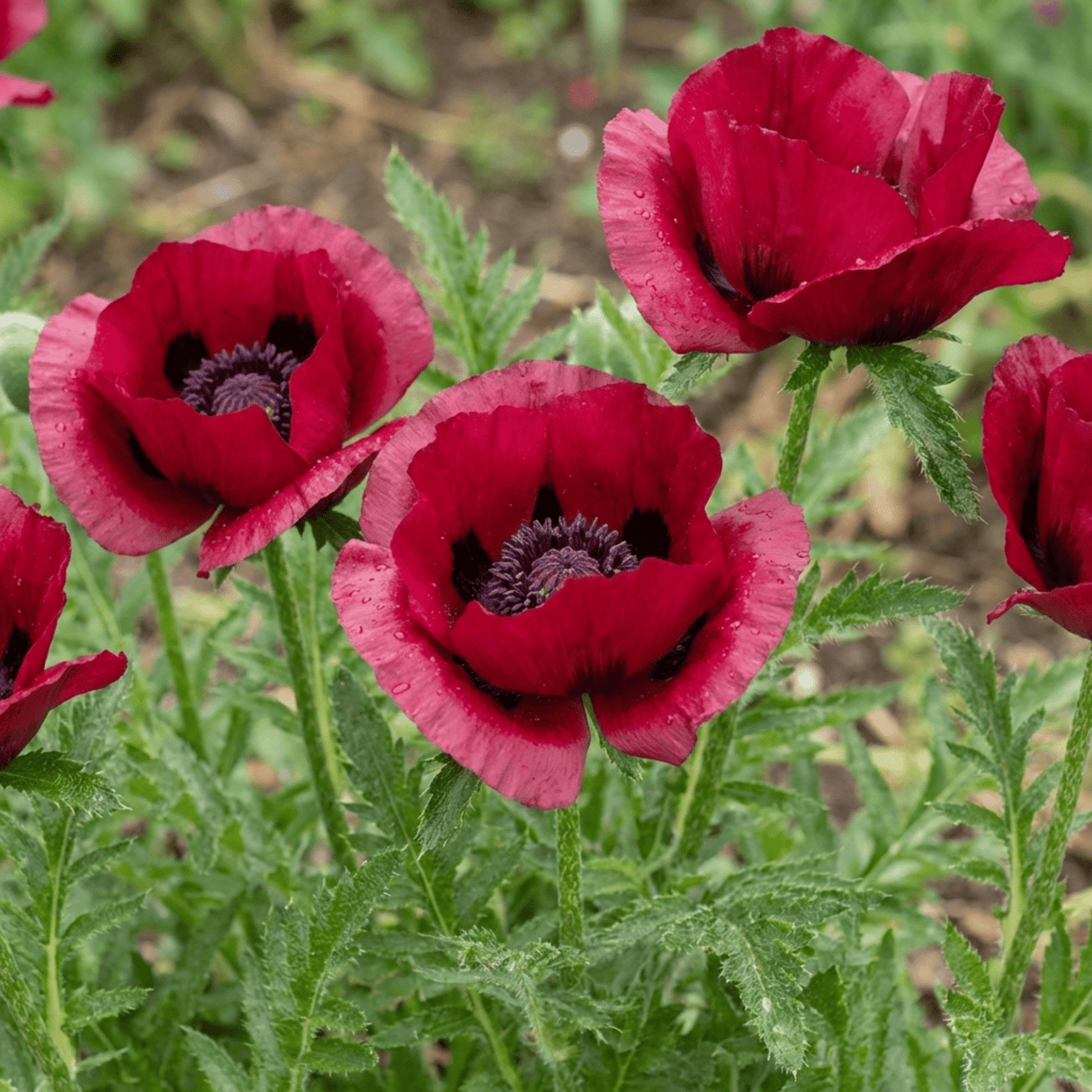 Set of 3 or 6 Papaver Orientale Beauty of Livermere Plants, Hardy Perennial Oriental Poppy, Outdoor Garden Ready, 1 Litre Root-Ball - Frankton's
