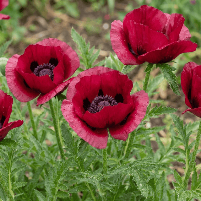 Set of 3 or 6 Papaver Orientale Beauty of Livermere Plants, Hardy Perennial Oriental Poppy, Outdoor Garden Ready, 1 Litre Root-Ball - Frankton's