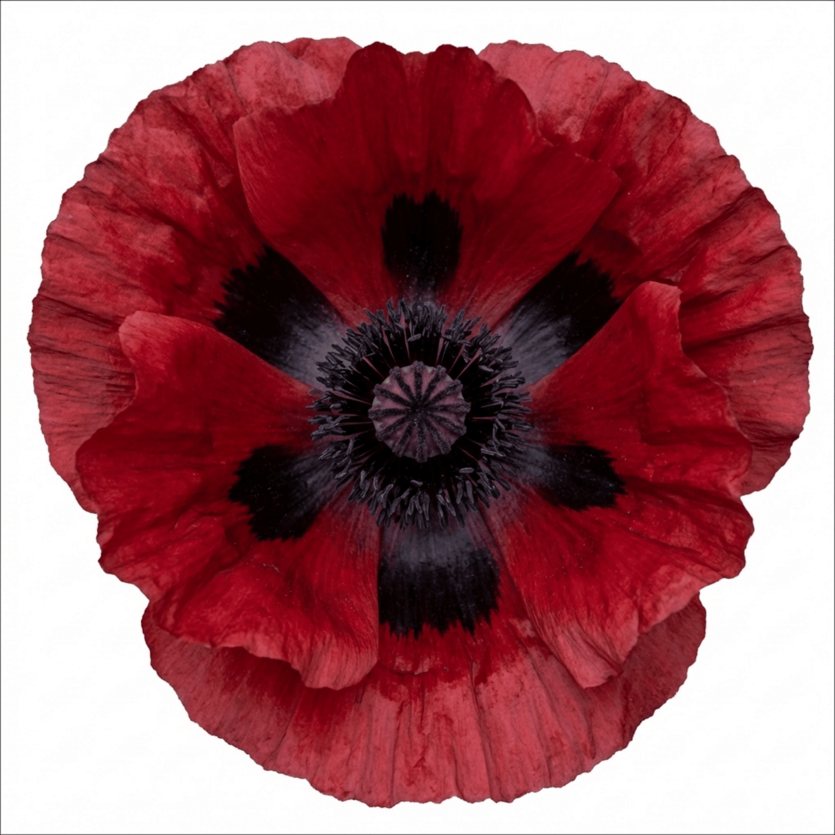 Set of 3 or 6 Papaver Orientale Beauty of Livermere Plants, Hardy Perennial Oriental Poppy, Outdoor Garden Ready, 1 Litre Root-Ball - Frankton's