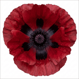 Set of 3 or 6 Papaver Orientale Beauty of Livermere Plants, Hardy Perennial Oriental Poppy, Outdoor Garden Ready, 1 Litre Root-Ball - Frankton's