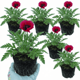 Set of 3 or 6 Papaver Orientale Beauty of Livermere Plants, Hardy Perennial Oriental Poppy, Outdoor Garden Ready, 1 Litre Root-Ball - Frankton's