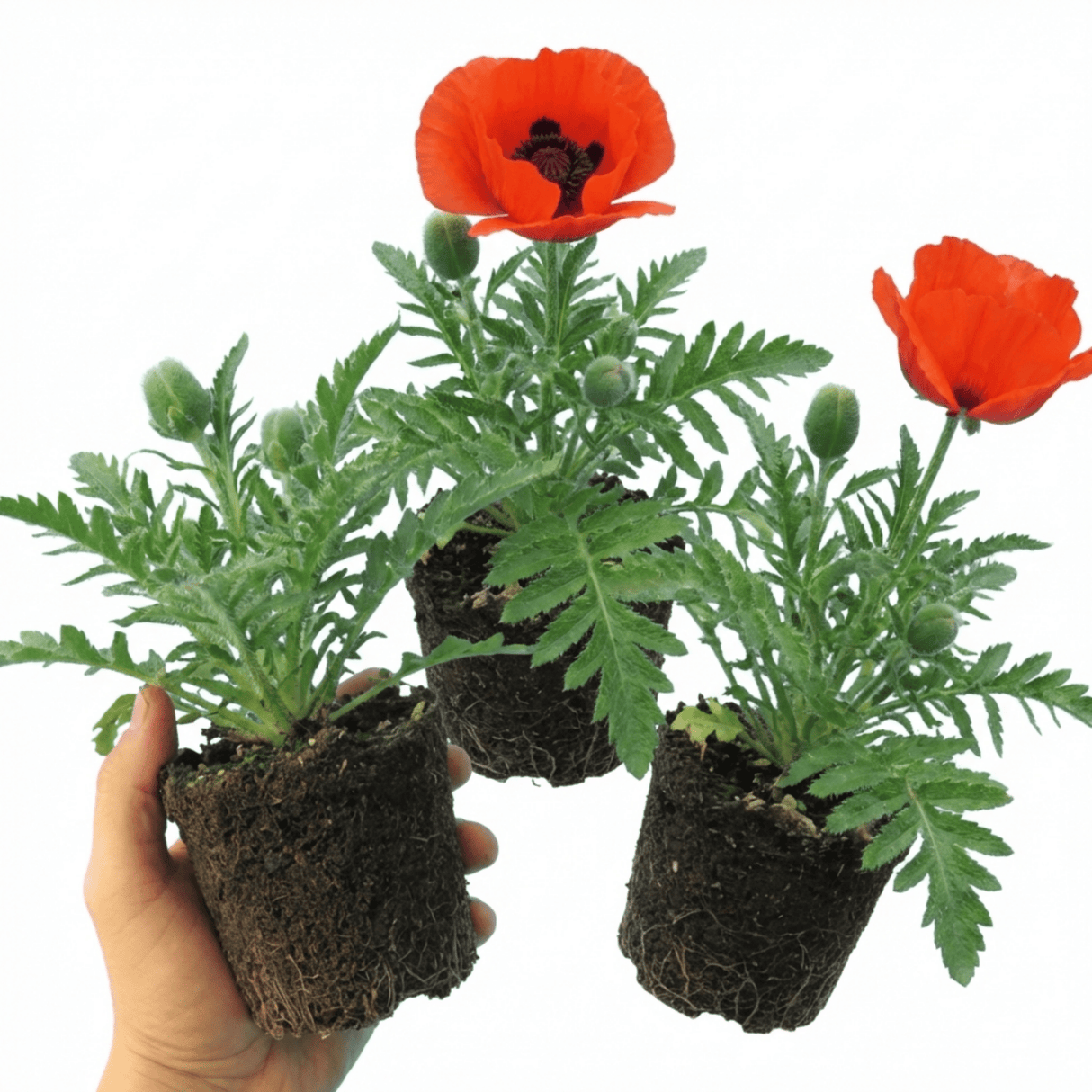 Set of 3 or 6 Papaver Orientale Beauty of Livermere Plants, Hardy Perennial Oriental Poppy, Outdoor Garden Ready, 1 Litre Root-Ball - Frankton's