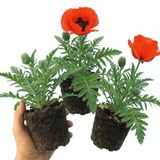 Set of 3 or 6 Papaver Orientale Beauty of Livermere Plants, Hardy Perennial Oriental Poppy, Outdoor Garden Ready, 1 Litre Root-Ball - Frankton's