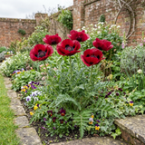 Set of 3 or 6 Papaver Orientale Beauty of Livermere Plants, Hardy Perennial Oriental Poppy, Outdoor Garden Ready, 1 Litre Root-Ball - Frankton's