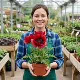 Set of 3 or 6 Papaver Orientale Beauty of Livermere Plants, Hardy Perennial Oriental Poppy, Outdoor Garden Ready, 1 Litre Root-Ball - Frankton's
