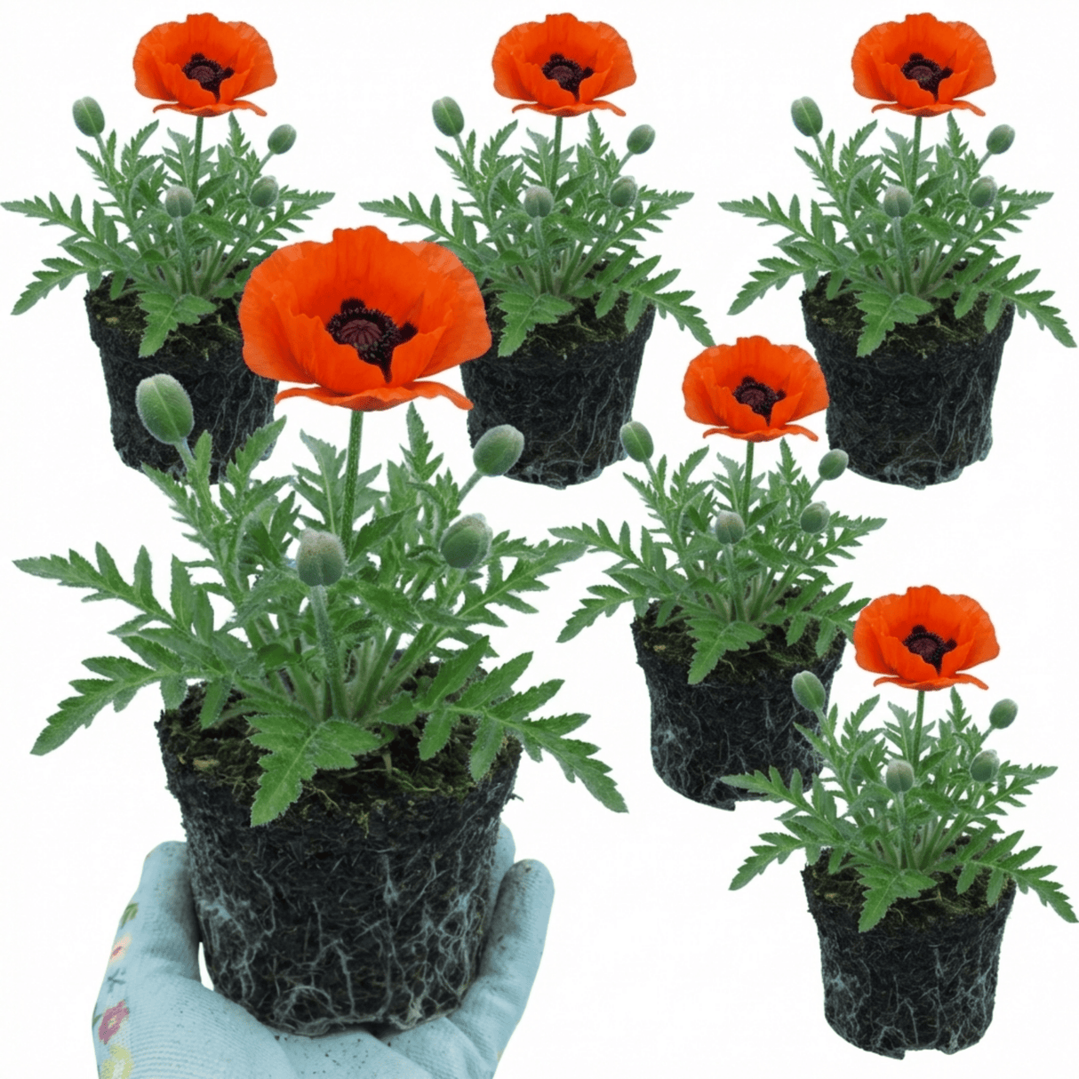 Set of 3 or 6 Papaver orientale ‘Brilliant’ Hardy Perennial Red Poppy Plants, Outdoor Garden Ready, 1 Litre Root-Ball - Frankton's