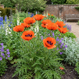 Set of 3 or 6 Papaver Orientale Brilliant Red Poppy Plants, Hardy Perennial, Outdoor Garden Ready, 1 Litre Root-Ball - Frankton's