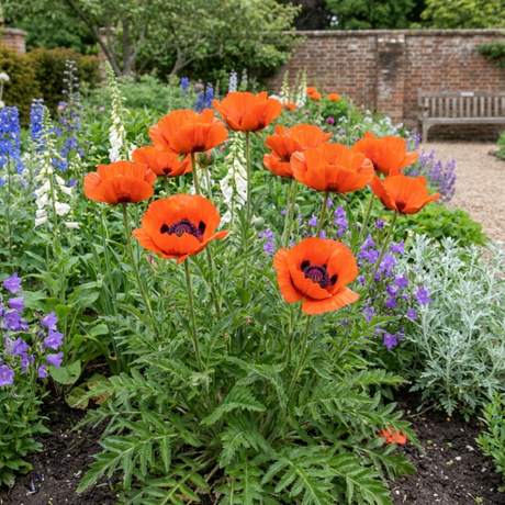 Set of 3 or 6 Papaver Orientale Brilliant Red Poppy Plants, Hardy Perennial, Outdoor Garden Ready, 1 Litre Root-Ball - Frankton's