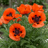Set of 3 or 6 Papaver Orientale Brilliant Red Poppy Plants, Hardy Perennial, Outdoor Garden Ready, 1 Litre Root-Ball - Frankton's