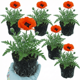 Set of 3 or 6 Papaver Orientale Brilliant Red Poppy Plants, Hardy Perennial, Outdoor Garden Ready, 1 Litre Root-Ball - Frankton's