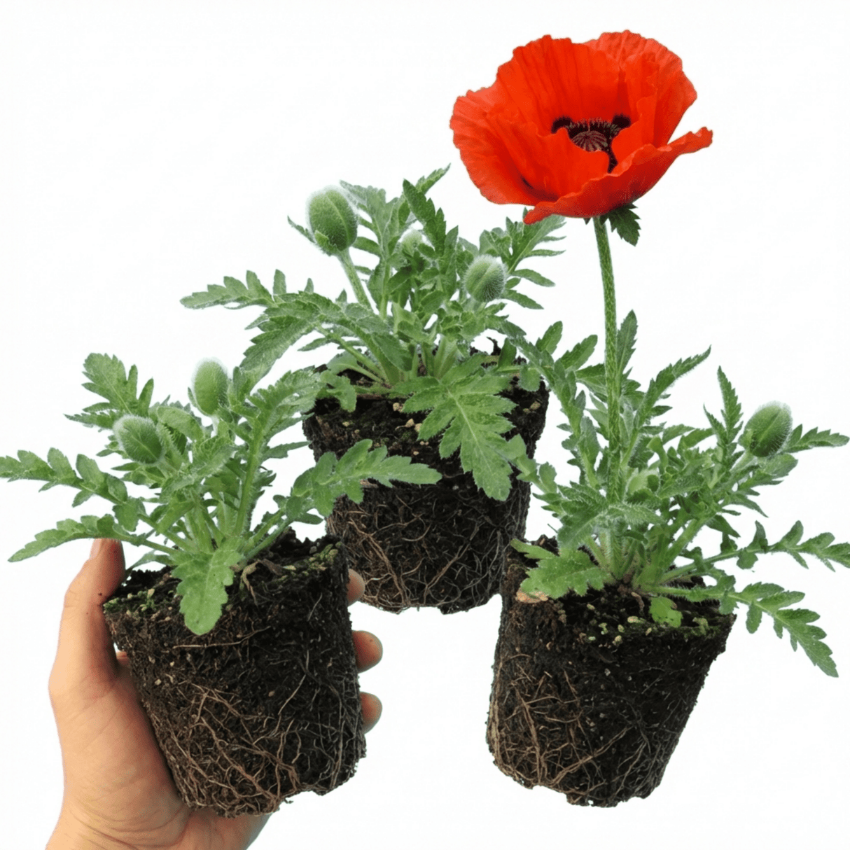 Set of 3 or 6 Papaver Orientale Brilliant Red Poppy Plants, Hardy Perennial, Outdoor Garden Ready, 1 Litre Root-Ball - Frankton's