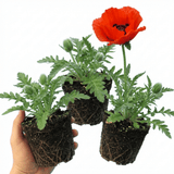 Set of 3 or 6 Papaver Orientale Brilliant Red Poppy Plants, Hardy Perennial, Outdoor Garden Ready, 1 Litre Root-Ball - Frankton's