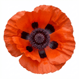 Set of 3 or 6 Papaver Orientale Brilliant Red Poppy Plants, Hardy Perennial, Outdoor Garden Ready, 1 Litre Root-Ball - Frankton's