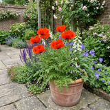Set of 3 or 6 Papaver Orientale Brilliant Red Poppy Plants, Hardy Perennial, Outdoor Garden Ready, 1 Litre Root-Ball - Frankton's