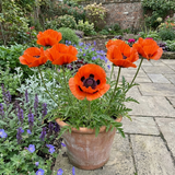 Set of 3 or 6 Papaver Orientale Brilliant Red Poppy Plants, Hardy Perennial, Outdoor Garden Ready, 1 Litre Root-Ball - Frankton's